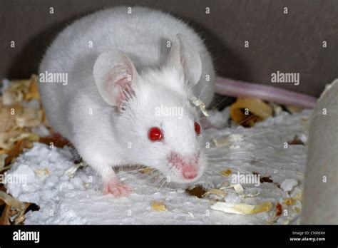 House Mouse Mus Musculus White Mouse Laboratory Mouse Stock Photo