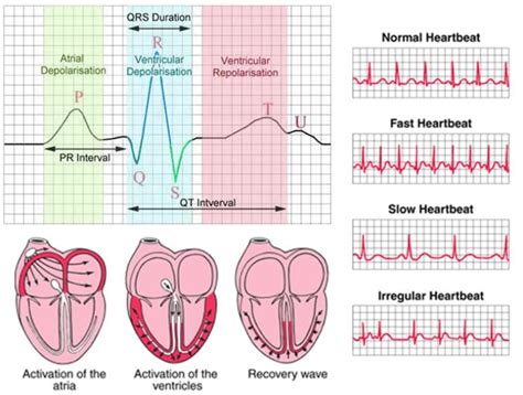 Interpreting Heart Function Data The A Level Biologist Your Hub