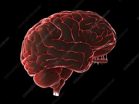Human Brain Illustration Stock Image F0294282 Science Photo Library