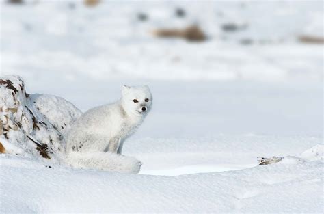 Arctic Fox Adaptations Habitat And Diet Britannica