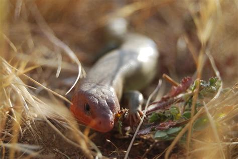 Gilbert Skink Endangered Species Recovery Program Flickr