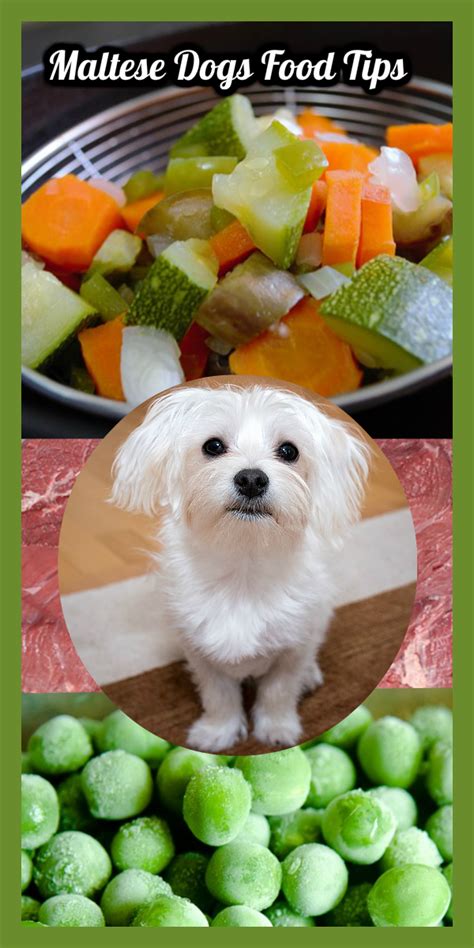 A big batch of this easy recipe will last your dog for weeks. The Best Dog Food for Maltese | Maltese dogs, Best dog ...