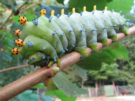 10 Remarkable Types Of Caterpillars And What They Become Cecropia