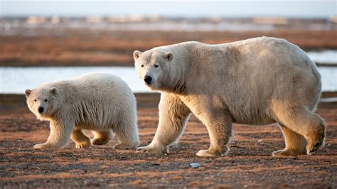 Polar Bears Mammals Animals Eden Channel