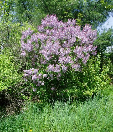 How To Grow And Prune Lilac Bushes Dengarden