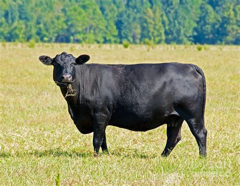 Black Angus Cattle Photograph By Millard H Sharp