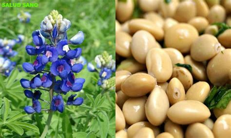 Lupines (lupinus polyphyllus) are a species in a much larger genus, lupinus. 10 Tarwi beans, Lupinus mutabilis, Ancient Inca Super-food!