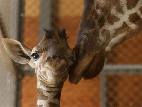 Die Süßesten Tierbabys Der Welt Giraffe Animal Adventure Park Baby
