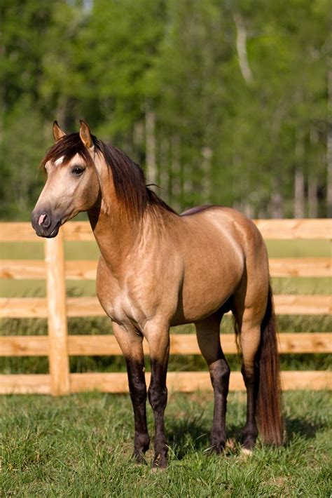 See more ideas about horses, buckskin horse, beautiful horses. http://www.donemor.com/horses/latte_10.jpg Beautiful Buckskin | Buckskin | Pinterest | Horse