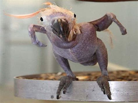 These 17 Bald Animals Will Blow Your Mind