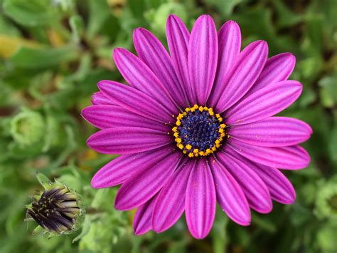Purple Daisybush Flower · Free Stock Photo