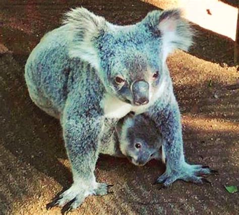 Top 175 Animals That Carry Their Babies In A Pouch