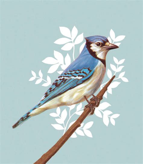 Blue Jay Clip Art Vector Images And Illustrations Istock