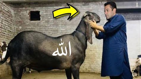 Salman Khan Qurbani Bakra 2023 कमत और वजन सनकर हरन रह जओग Deeni