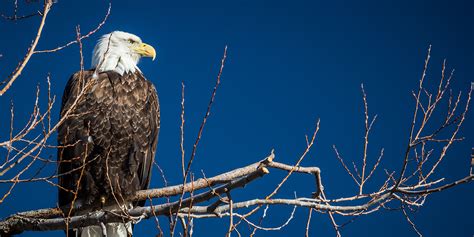 See Bald Eagles Visit California