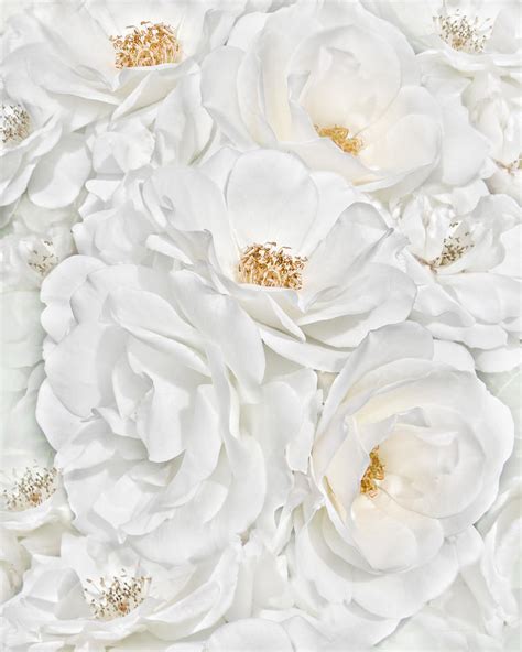 All The White Roses Photograph By Jennie Marie Schell Fine Art America