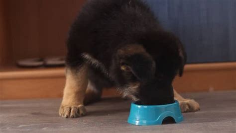 It has 28 percent protein and 17 percent fat with 37 percent carbohydrates. Best Food For German Shepherd Puppy and Pomeranian 2019