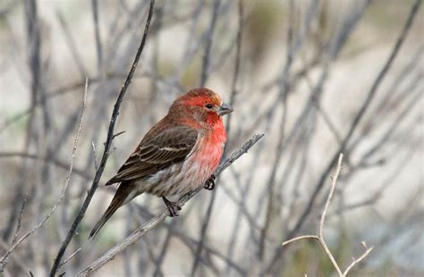 The 10 most common backyard birds of San Diego, California - Greg in ...