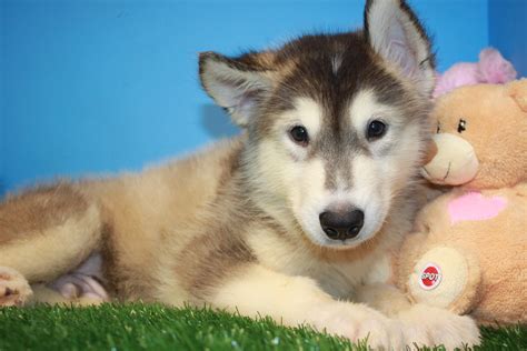 Alaskan Malamute Puppies For Sale Long Island Puppies