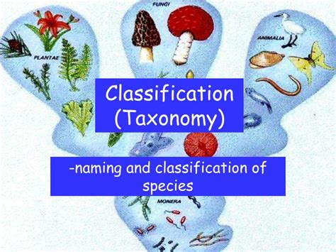 Ppt Classification Taxonomy Powerpoint Presentation Free Download