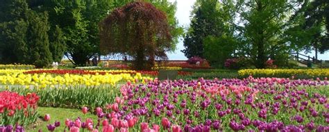 46th Tulip Festival In Morges Aprilmay