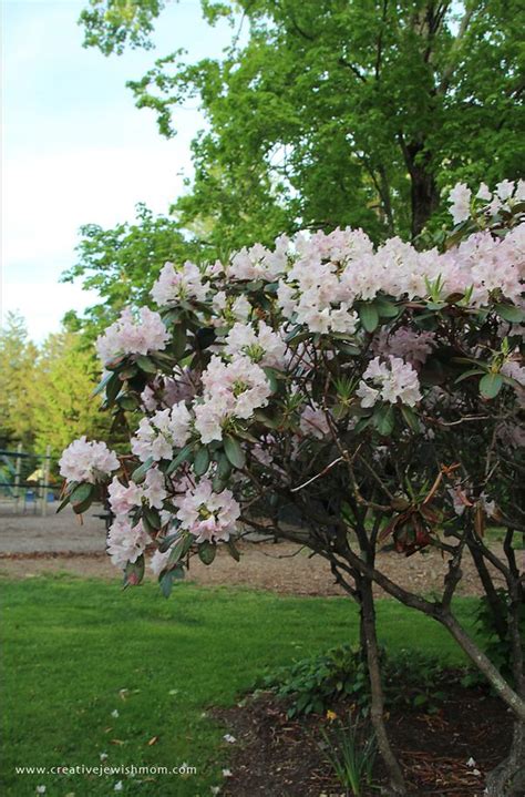 Eduardo jose bernardino eduardo jose bernardino botanical names: Gorgeous Flowering Bushes In Connecticut! - creative ...