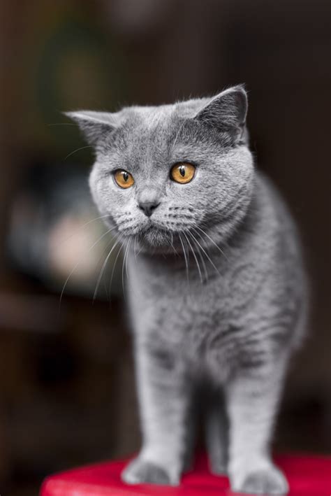 Check out our british shorthair cat selection for the very best in unique or custom, handmade pieces from our birthday cards shops. Close-up of grey british shorthair cat Photo | Free Download