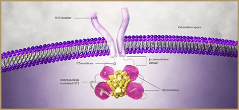 About 59 per cent of the recipients. XOSPATA® (gilteritinib) | About XOSPATA
