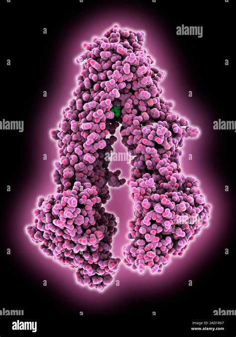 Modelo Molecular De Un P Glicoproteína 1 Una Proteína De Membrana