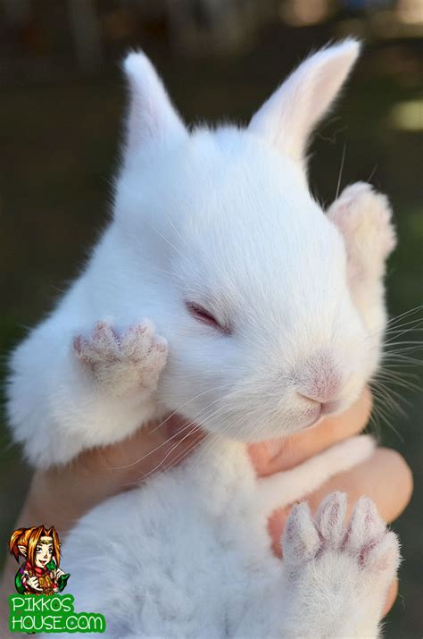 55 Cute Baby Bunny Pictures