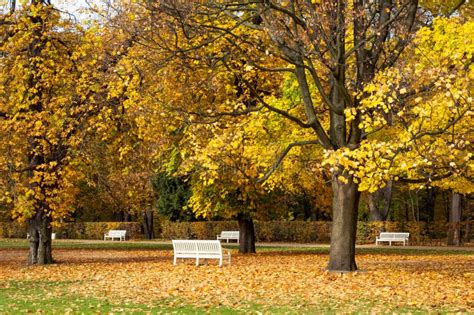Autumn Park Benches Stock Image Image Of October Plants 34602669