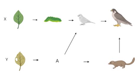 On the other hand, a food web shows interrelated relationships and multiple food chains in one. Given figure represents two food chains X and Y linked ...