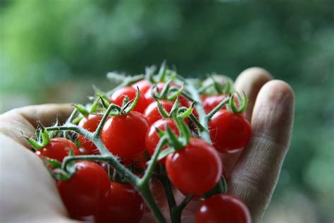 A Hand Holding Small Red Tomatoes With The Words 101 Gardening Secrets