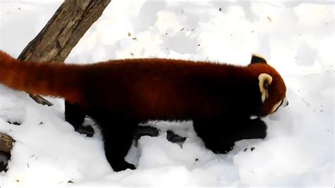 Red Pandas Toronto Zoo 14 Feb 18 Youtube