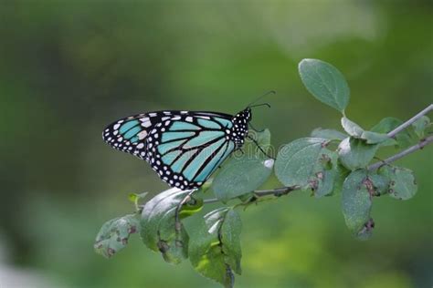 Blue Monarch Butterfly Stock Image Image Of Branch Butterfly 608691