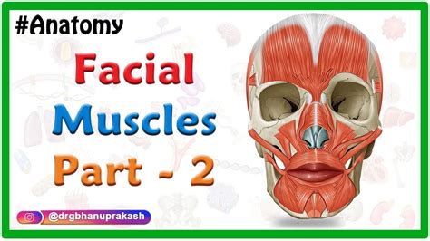 Facial Muscles Anatomy Animation Part 2 Oral Group Youtube