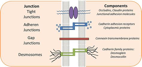 Frontiers Tight Junction Proteins And Signaling Pathways In Cancer