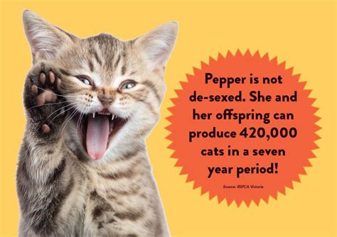 Benefits Of Desexing Your Cat City Of Greater Geelong