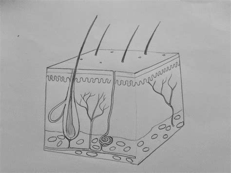 Draw It Neat How To Draw Skin Ls Biology Diagrams Skin Anatomy