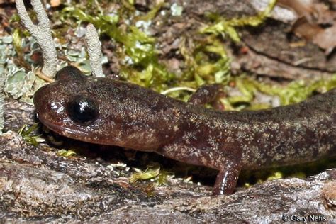 Jemez Mountains Salamander Plethodon Neomexicanus