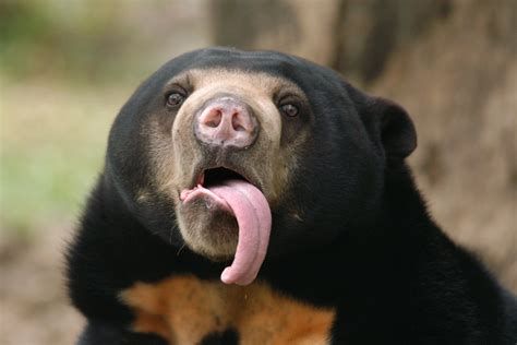 Sun Bears Mimic Each Others Facial Expressions To Communicate