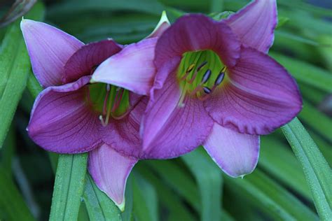 Stunning Purple Lilies Photograph By Robert Tubesing Pixels