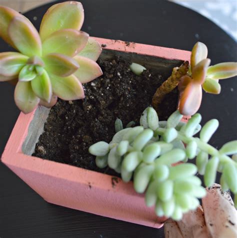 Make A Beautiful Succulent Display Using A Old Wooden Box My Uncommon