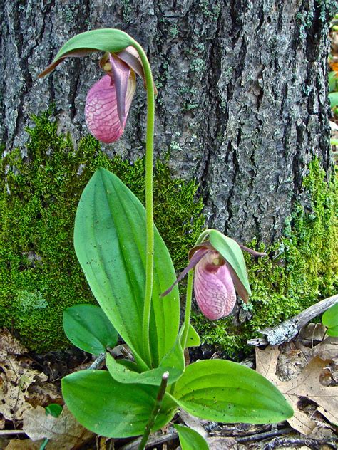 Pink Lady S Slipper Orchid Cypripedium Acaule Photograph By Mother Nature