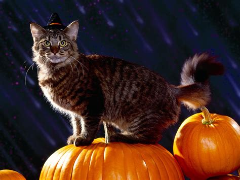 We did not find results for: Cute Cat Halloween Wallpaper - WallpaperSafari
