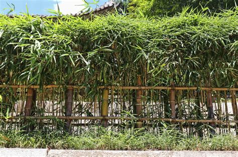 How To Make And Maintain Bamboo Hedges Useful Tips