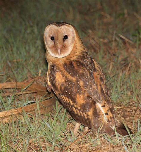 Love Is In The Air For Grass Owls Grafton Daily Examiner