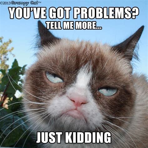 Grumpy Cat On Twitter Grumpy Cat Funny Grumpy Cat Memes Grumpy Cat Meme