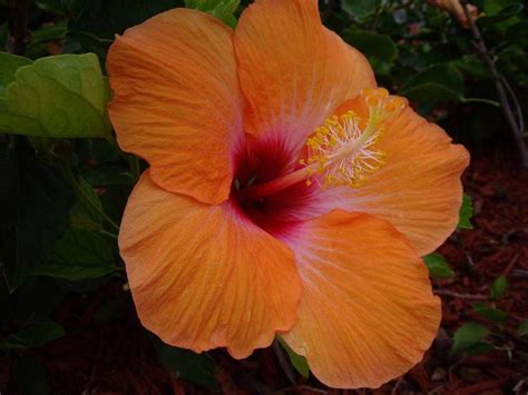 It was in the 16th and early 17th century that it spread to the west indies and asia, respectively. Orange Hibiscus | Beautiful flowers, Plants, Hibiscus