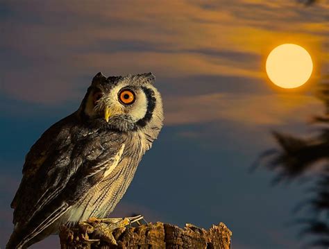 Owl-Full Moon HD Wallpaper | Free HD Owl Downloads